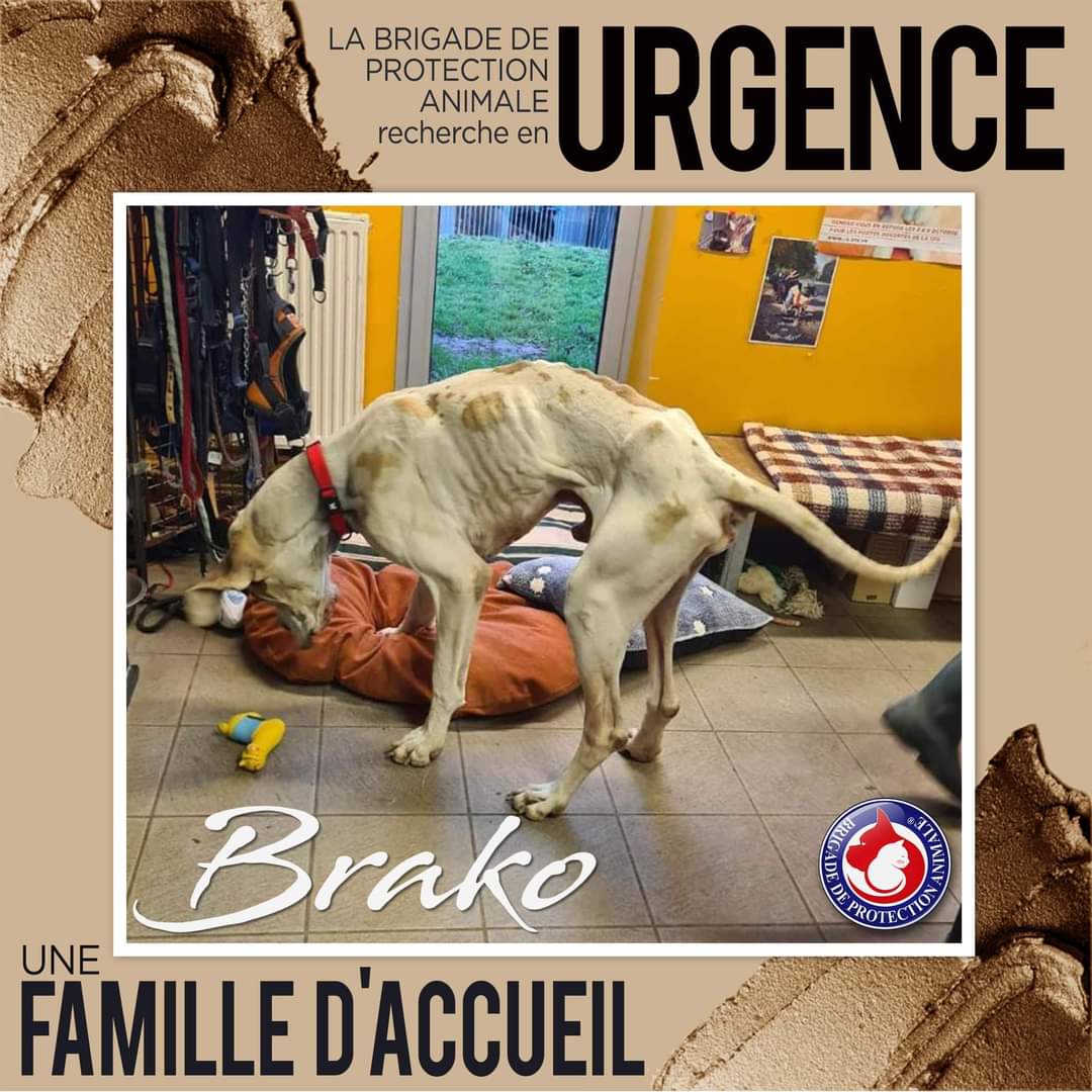 Brigade_BPA's tweet photo. 🆘 URGENCE - #FAMILLEDACCUEIL

🎯 Pour Brako, dogue allemand dans un état critique, dans le secteur du Tarn (81) ou limitrophe.

Contact en MP 👇
https://t.co/pscJGwdltZ

Ou par mail :
BrigadePA.FA@gmail.com https://t.co/DgTXg5Brpo