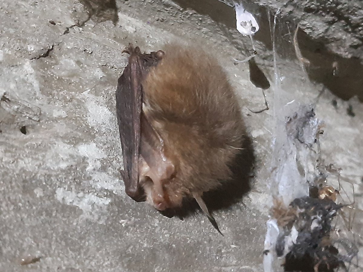 Boswachter_Tim's tweet photo. Om niet teveel warmte te verliezen, stopt de grootoorvleermuis zijn oren tussen zijn vleugels tijdens winterslaap in oude bunker in de #Noordduinen @landschapnh https://t.co/t3SluwNK69