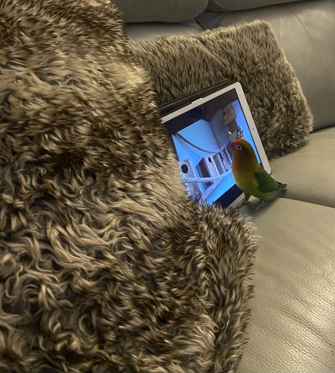 Just my #lovebird sugar on the sofa with her iPad 😀 #cagebirds