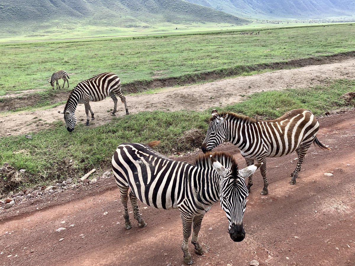 david_0741's tweet photo. So far, so amazing

#Tanzania #Safari https://t.co/KVHh3M854A