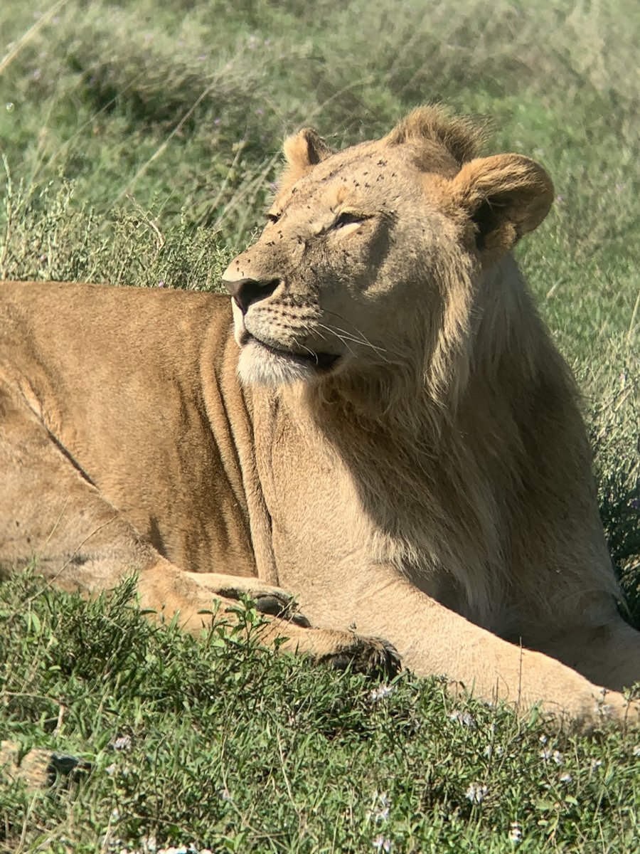david_0741's tweet photo. So far, so amazing

#Tanzania #Safari https://t.co/KVHh3M854A