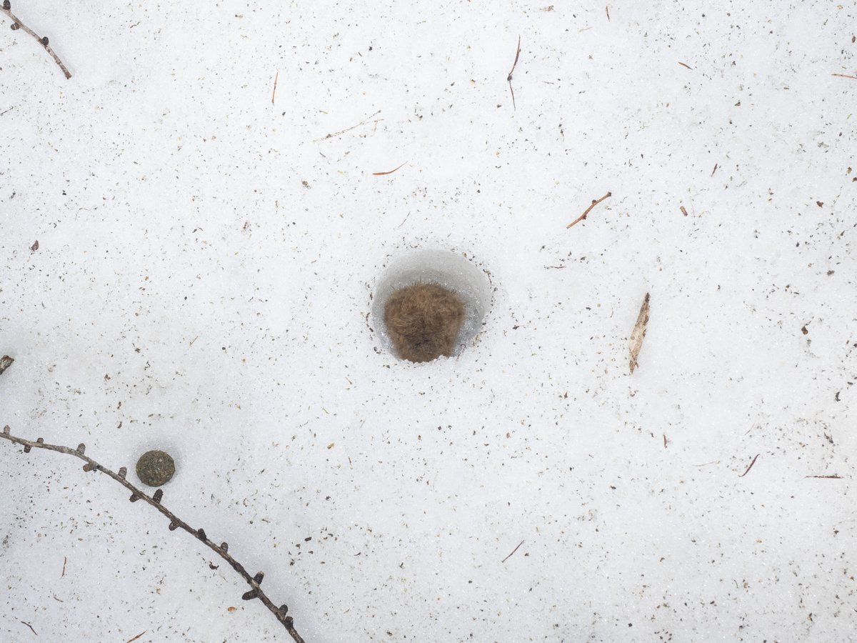 BatConIntl's tweet photo. Can you see the bat sleeping in the snow?❄️
The Ussuri tube-nosed bat (𝘔𝘶𝘳𝘪𝘯𝘢 𝘶𝘴𝘴𝘶𝘳𝘪𝘦𝘯𝘴𝘪𝘴), found in Japan, Siberia, &amp; Korea, is one of only two animals known to hibernate in snow- the other being polar bears. 
https://t.co/UKuoOJZDTX

📷Yushi &amp; Keiko Osawa https://t.co/sE03BJJmEZ