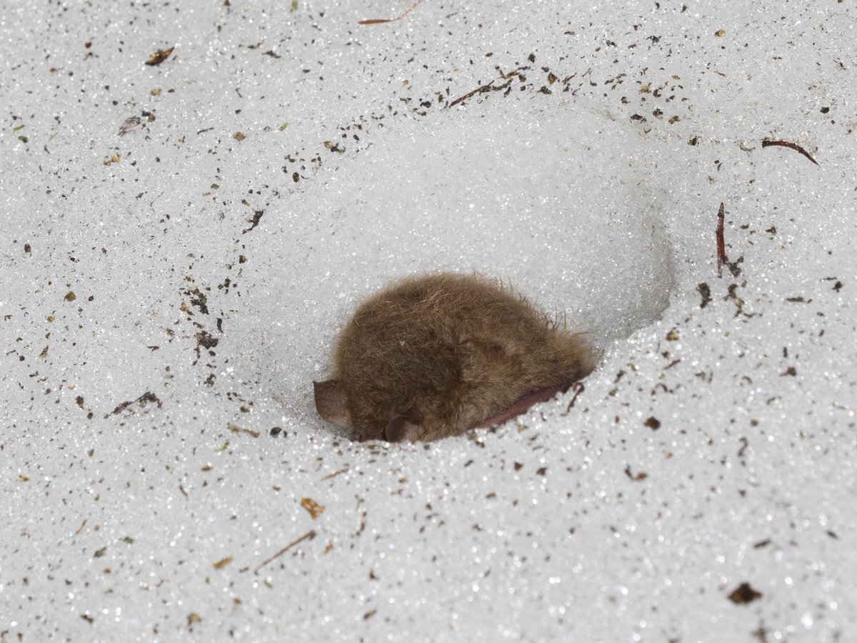 BatConIntl's tweet photo. Can you see the bat sleeping in the snow?❄️
The Ussuri tube-nosed bat (𝘔𝘶𝘳𝘪𝘯𝘢 𝘶𝘴𝘴𝘶𝘳𝘪𝘦𝘯𝘴𝘪𝘴), found in Japan, Siberia, &amp; Korea, is one of only two animals known to hibernate in snow- the other being polar bears. 
https://t.co/UKuoOJZDTX

📷Yushi &amp; Keiko Osawa https://t.co/sE03BJJmEZ
