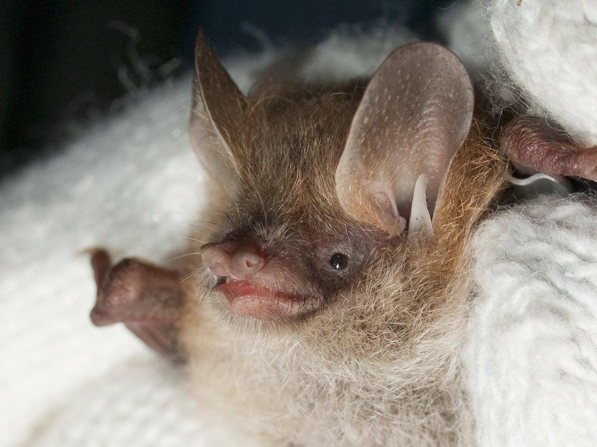 BatConIntl's tweet photo. Can you see the bat sleeping in the snow?❄️
The Ussuri tube-nosed bat (𝘔𝘶𝘳𝘪𝘯𝘢 𝘶𝘴𝘴𝘶𝘳𝘪𝘦𝘯𝘴𝘪𝘴), found in Japan, Siberia, &amp; Korea, is one of only two animals known to hibernate in snow- the other being polar bears. 
https://t.co/UKuoOJZDTX

📷Yushi &amp; Keiko Osawa https://t.co/sE03BJJmEZ