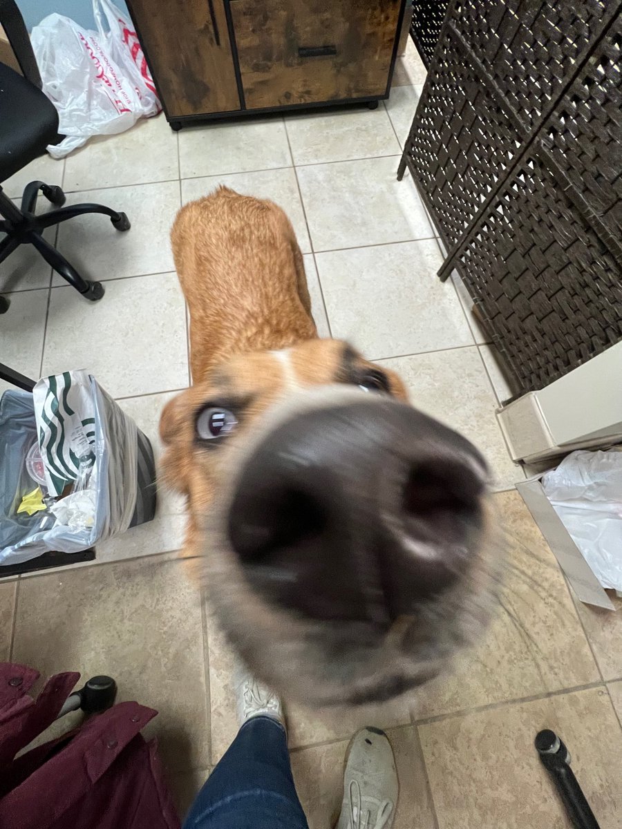 McKameyCenter's tweet photo. If you're in need of a good #BoopSnoot, you're in luck. Sunny has you covered! Her adoption fee is reduced to just $25 through Dec. 31st, too... ๐ https://t.co/YofTprppDm https://t.co/5OzPRuImAT