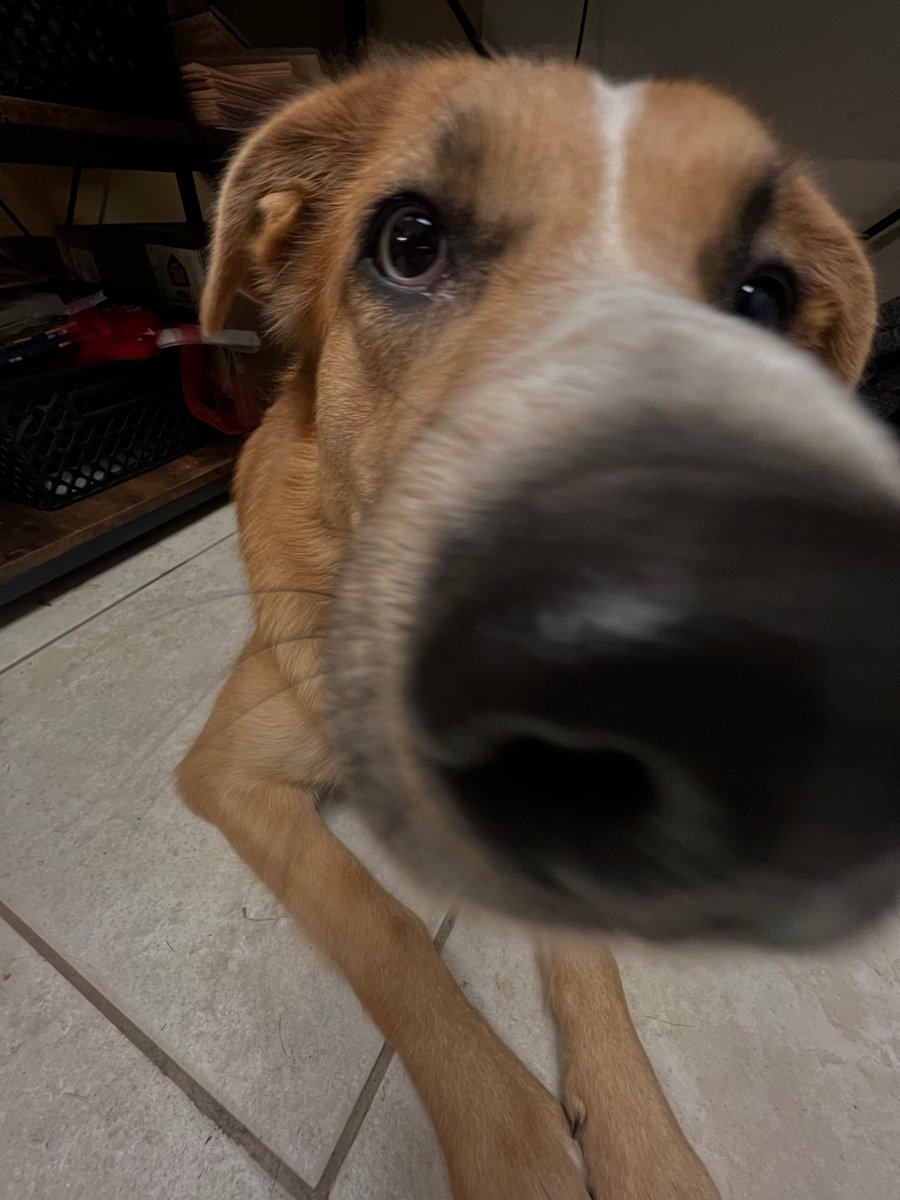 McKameyCenter's tweet photo. If you're in need of a good #BoopSnoot, you're in luck. Sunny has you covered! Her adoption fee is reduced to just $25 through Dec. 31st, too... ๐ https://t.co/YofTprppDm https://t.co/5OzPRuImAT