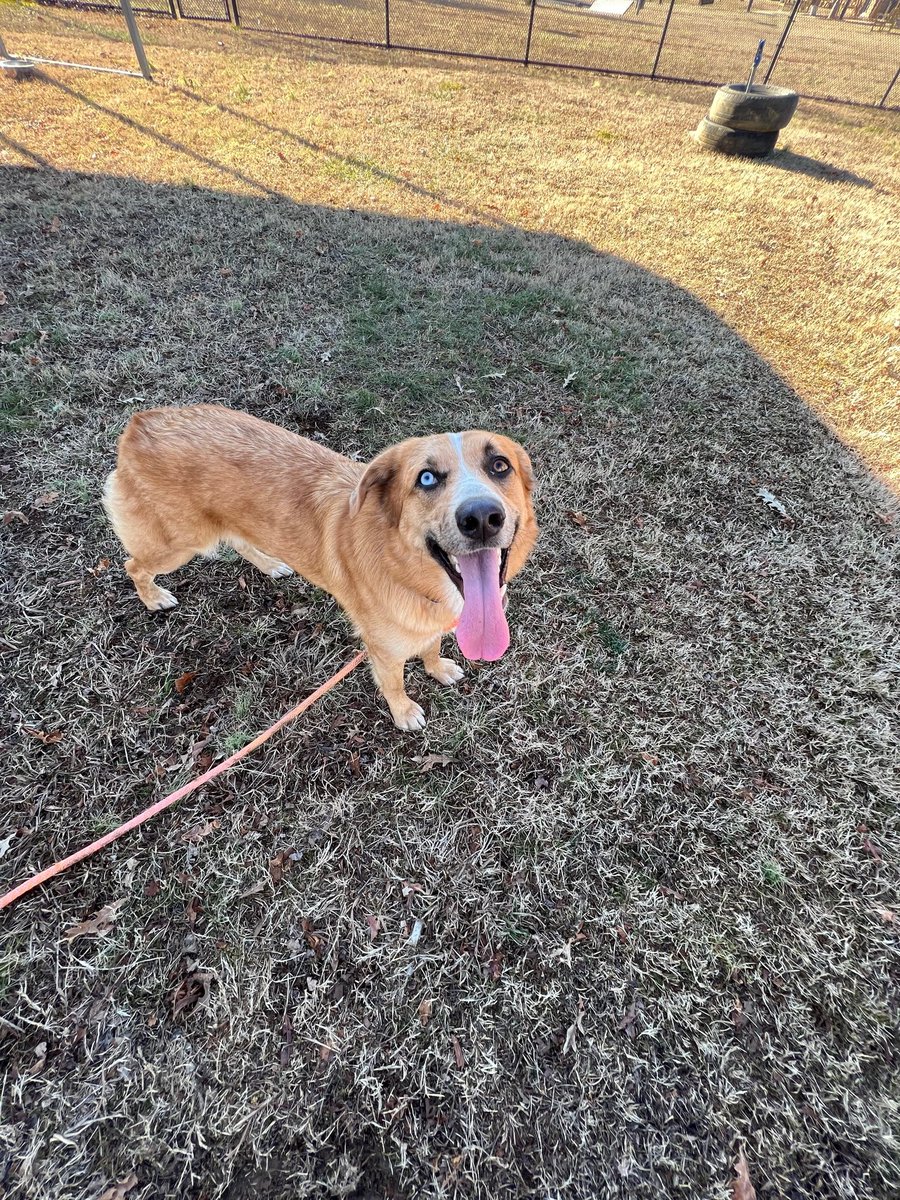 McKameyCenter's tweet photo. If you're in need of a good #BoopSnoot, you're in luck. Sunny has you covered! Her adoption fee is reduced to just $25 through Dec. 31st, too... ๐ https://t.co/YofTprppDm https://t.co/5OzPRuImAT