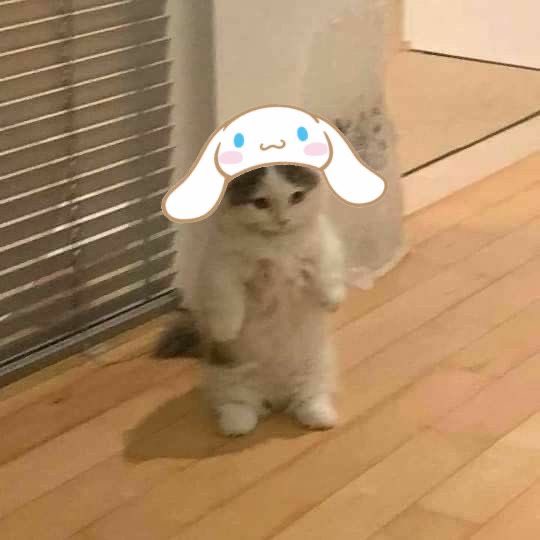 when ur being mean to me this is who ur being mean to btw