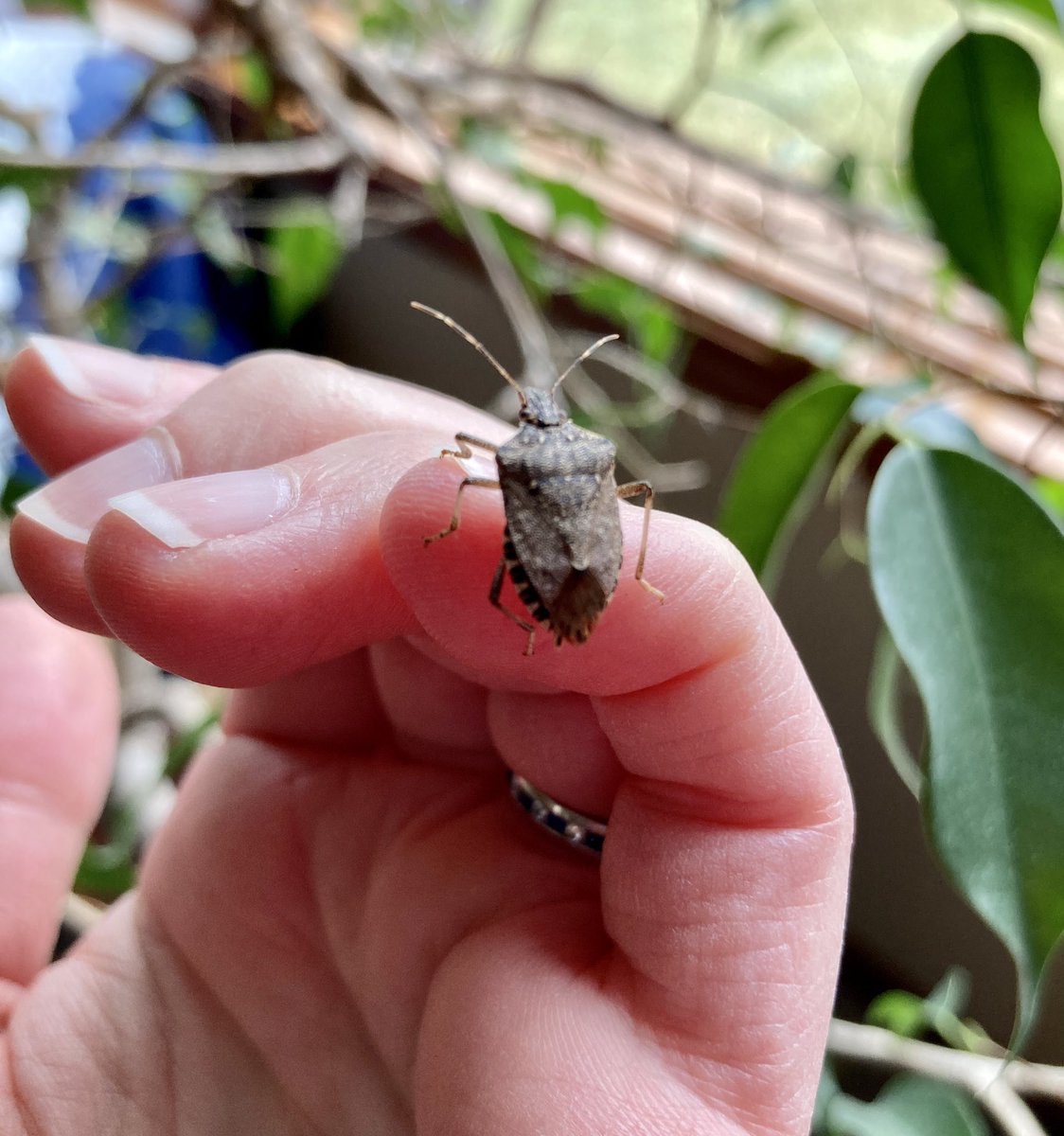 Anyone else have a Brown marmorated stink bug move in for the winter and although you know it’s an invasive species you give it a name and leave it be?

Oh, it’s just me. Okay then. Meet Fred.