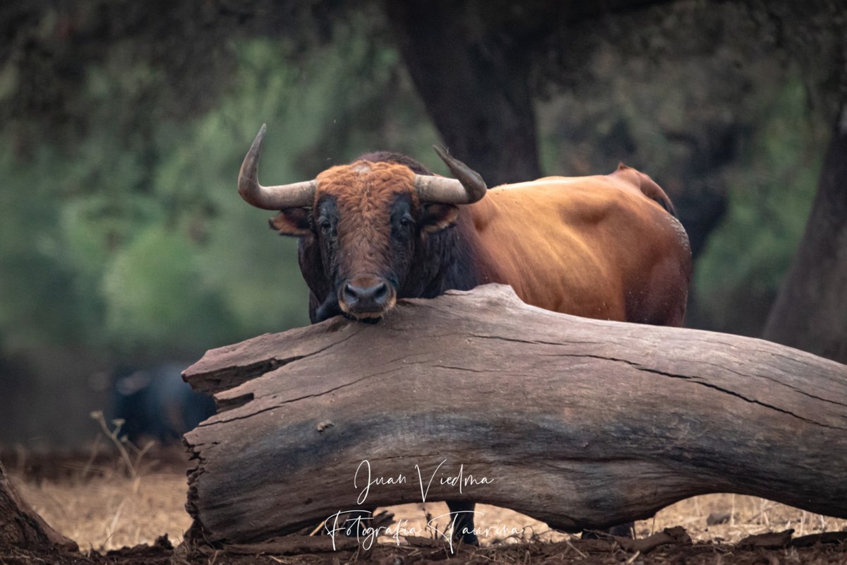fototaurina_jv's tweet photo. Cuadri, el "no" encaste de un sueño. 

#toros
#ganaderia
#tauromaquia 
#plazadetoros 
#sialostoros 
#taurinos 
#toreros 
#campobravo
#soytaurino 
#bous
#fotografiataurina
#fotografíataurina
#torosdelidia
#laculturanosecensura
#corridasdetoros
#anft
#torista
#fototaurina_jviedma https://t.co/50E3UiWm3Z