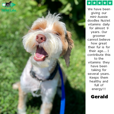 Gerald's Mini Aussie Doodles have been on NuVet Plus for 9 years. He's very happy with their coat and their energy levels! #dogdad #supplements #nutrition