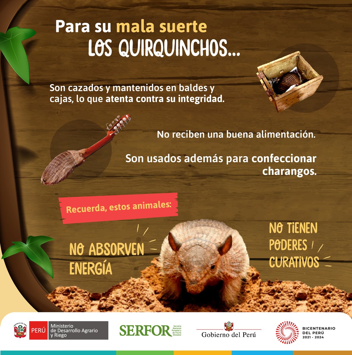 SerforPeru's tweet photo. 🚫🎇 Este fin de año, NO asistas a ferias o visites chamanes para ver qué te depara el siguiente año o “limpiarte” de lo malo, haciendo uso de animales silvestres como el quirquincho. Con ello, estás siendo cómplices del comercio ilegal de fauna silvestre. https://t.co/GynilCxaKh