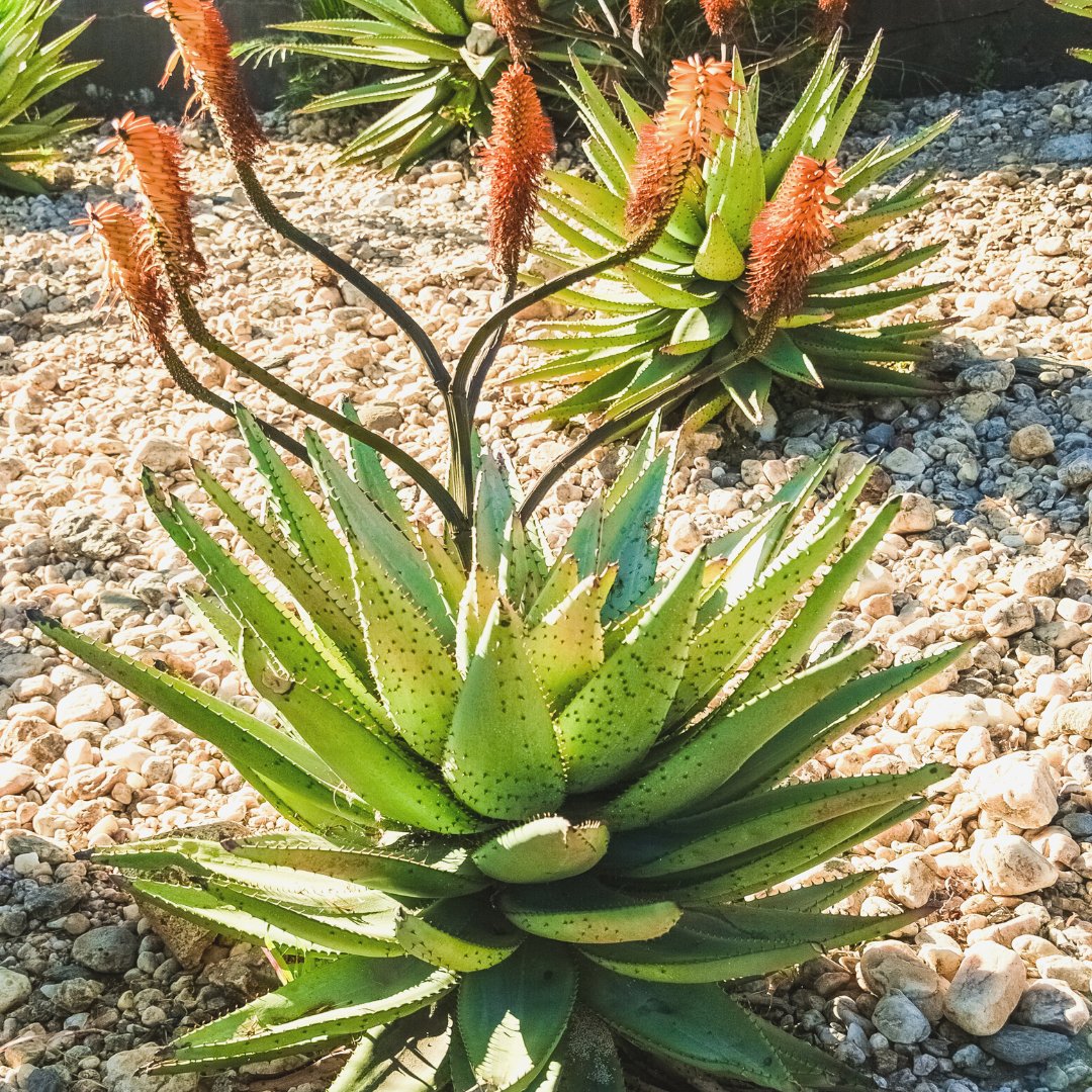 SunStateLM's tweet photo. It wouldn't be Arizona without succulents! These captivating plants help conserve water on our properties without sacrificing beauty! That's why we spend a little time in December cleaning up all the succulents to keep them healthy and looking stunning! https://t.co/ffFhkfB6nO