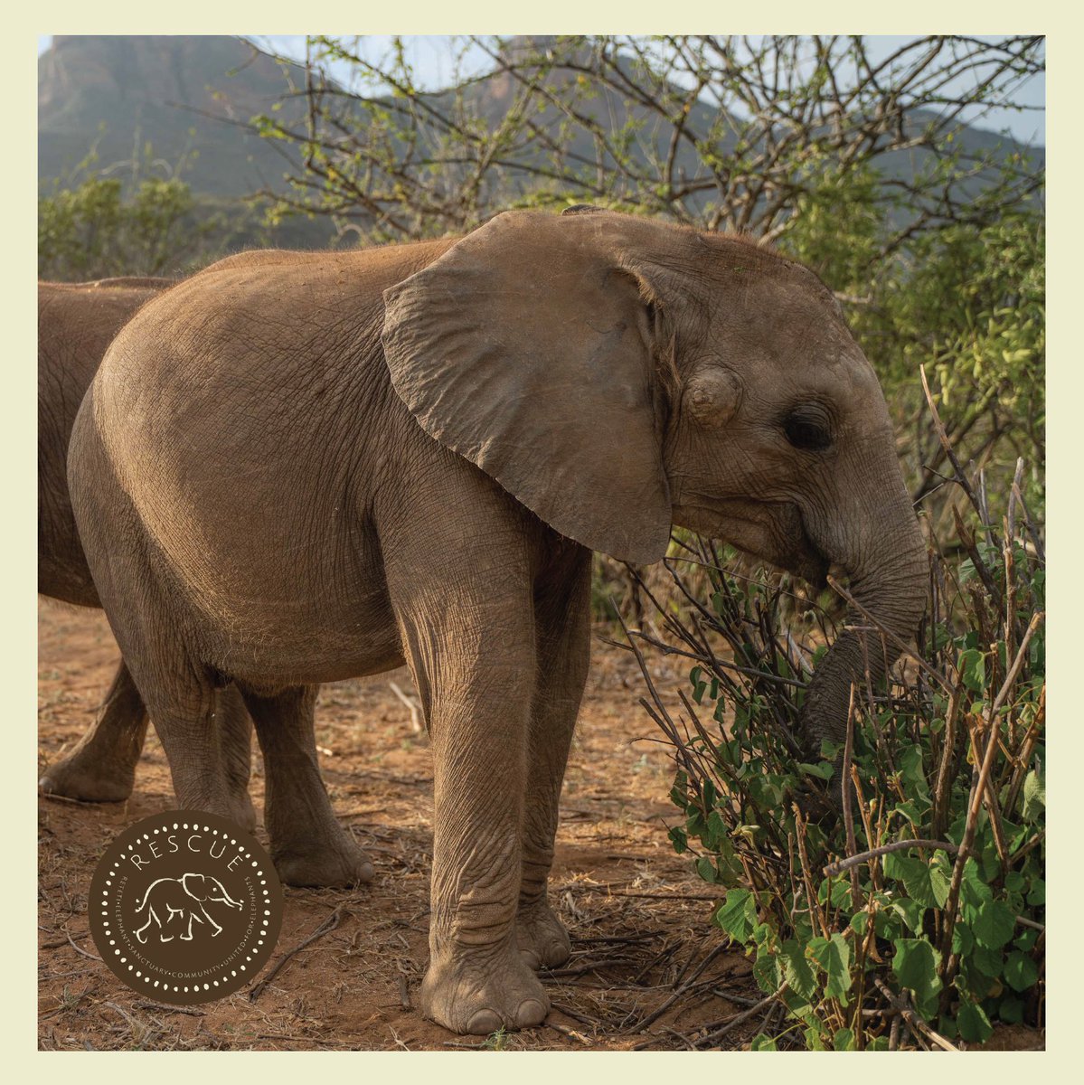 CryptoJuju97's tweet photo. 🐘💚 #retetiFosterFamily @RetetiSanctuary https://t.co/59arbm74dR
