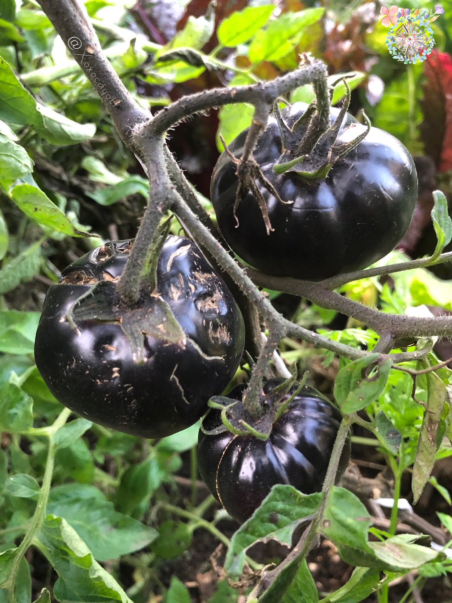 xoxocayotl's tweet photo. En el último #JuevesDeAntesYDespués del año ojalá todo lo bonito llegue para tod@s en especial a @LupillaKim 🍒 Aquí el increíble #Tlilxitomatl/#Jitomate se acostó pero al enderezarlo logró #Fructificar 🫐
Ya mide casi 2 mts de altura 🌿
Tan bella que nos ha robado el corazón 🌸 https://t.co/WVEZT42uld