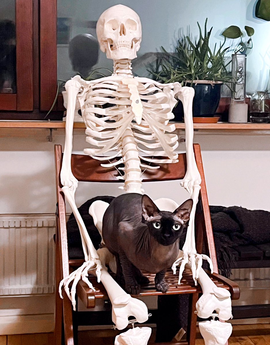 feefal_'s tweet image. My two dashing sons, Skin and Bone