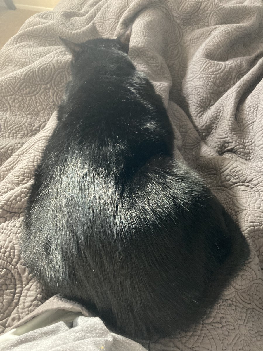 FelineTelevisio's tweet photo. @michaelscat2 Lap Cat https://t.co/IRzXmKatV8