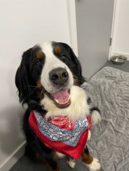millypod1's tweet photo. 🆘26 DEC 2022 #STILLMISSING #Lost #STOLEN?
MARY #ScanMe #Tagged 
Bernese Mountain Dog Female
Blackhorse Road #Woking #Surrey #GU22
Fitted with an apple tag, last update 6.58am was Gumbrells Close #Fairlands #Guildford #GU3 #GU4
SIGHTINGS PLZ☎️07867 319076
https://t.co/Mkzz9QIRcY https://t.co/sdrdt3POtr