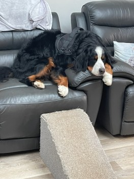 millypod1's tweet photo. 🆘26 DEC 2022 #STILLMISSING #Lost #STOLEN?
MARY #ScanMe #Tagged 
Bernese Mountain Dog Female
Blackhorse Road #Woking #Surrey #GU22
Fitted with an apple tag, last update 6.58am was Gumbrells Close #Fairlands #Guildford #GU3 #GU4
SIGHTINGS PLZ☎️07867 319076
https://t.co/Mkzz9QIRcY https://t.co/sdrdt3POtr