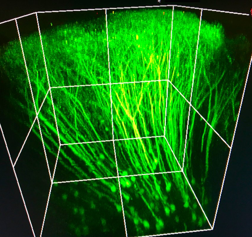 Aldridge Lab (@aldridge_lab) on Twitter photo Trying out Mastadon and testing to see if I get thrown off twitter for the link (I heard they flip-flopped on banning links to cage us in). Find me here:
@Aldridge_Lab@sciencemastodon.com Trying out Mastadon and testing to see if I get thrown off twitter for the link (I heard they flip-flopped on banning links to cage us in). Find me here:
@Aldridge_Lab@sciencemastodon.com