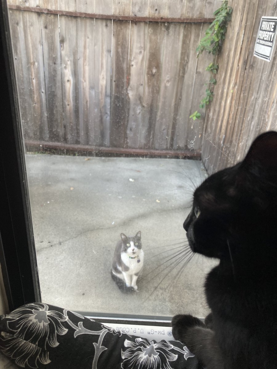 FelineTelevisio's tweet photo. Sometimes live TV is...well...more entertaining!
😹 📺
#felinetelevision #CatTV #CatsofTwitter #cats #meow

https://t.co/6MhnFv0JPK https://t.co/atdylzzC4H