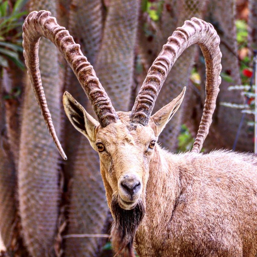 AlperJulian's tweet photo. #wildlifephotography #naturephotography #ibex #israel #photography #photooftheday  #wildlife #eingedi #natureofisrael 
Male ibex https://t.co/nphiviialV