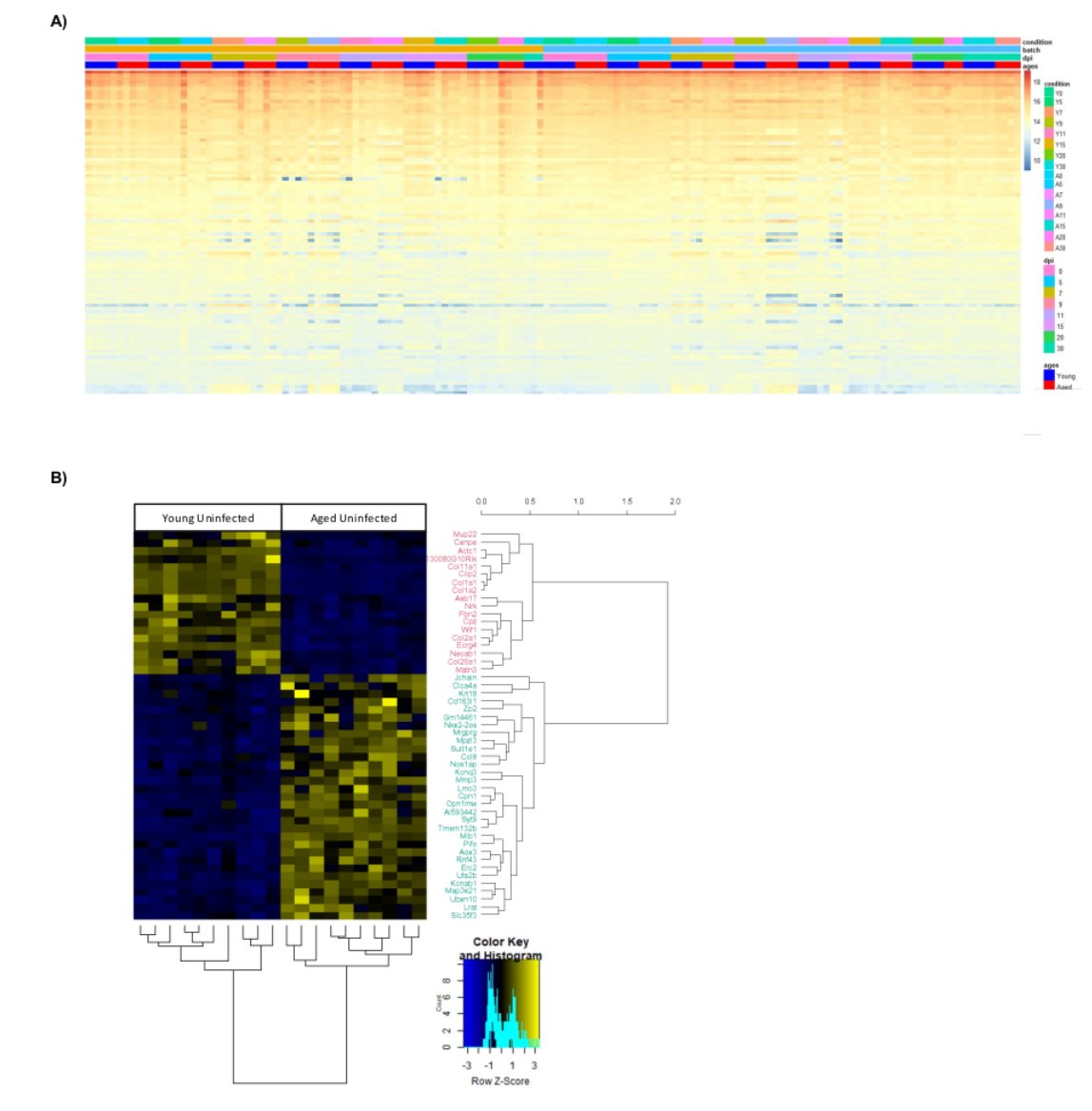 GeroScienceAGE's tweet image. 📢New Recommended Paper📖elucidates mechanisms of flu-induced muscular declines⬇️
Altered #Tcell infiltration and enrichment of leukocyte regulating pathways within aged #skeletalmuscle are associated impaired #musclefunction following #influenza infection.
@UConn 
#Aging