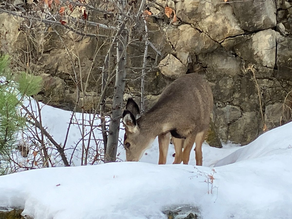 RosannaPBrost's tweet photo. A couple of mulie friends, cheekily living just a few hundred metres from the downtown drag! ❤️ #muledeer #cervids https://t.co/CLakgPCk8o