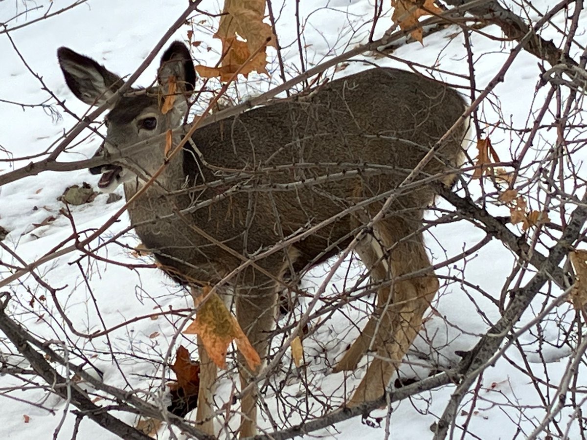 RosannaPBrost's tweet photo. A couple of mulie friends, cheekily living just a few hundred metres from the downtown drag! ❤️ #muledeer #cervids https://t.co/CLakgPCk8o