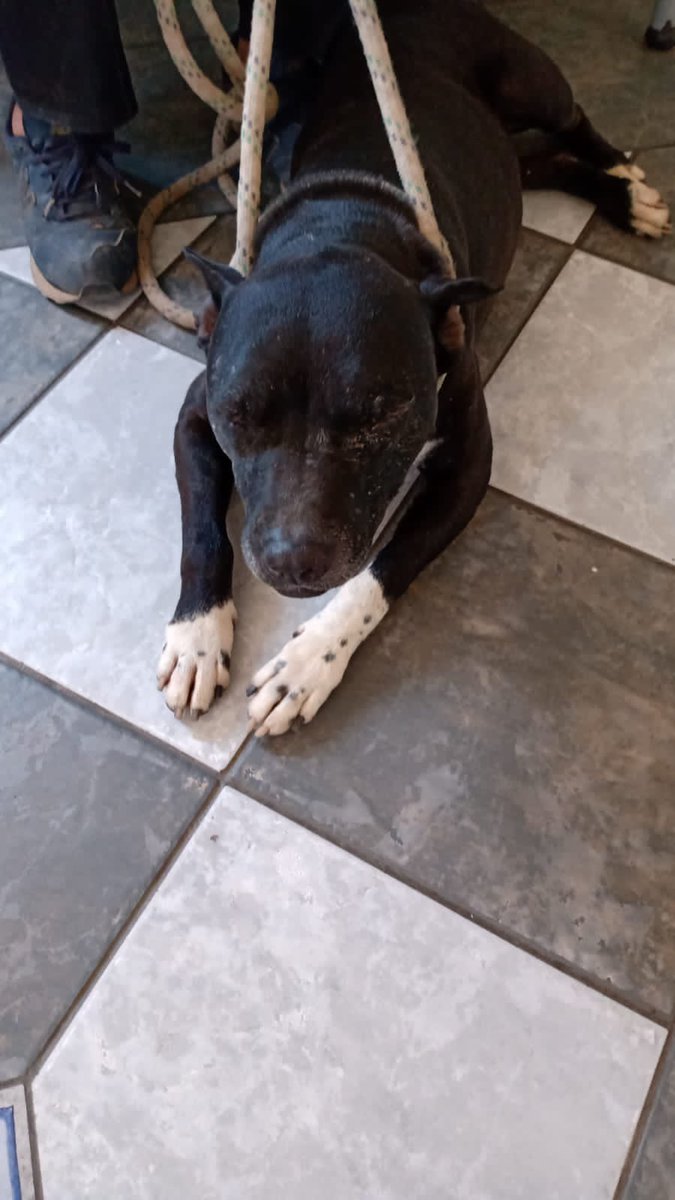 Esta perrita necesita un milagro para vivir, su dueña la da o mejor dicho la quería eutanasiar, xq q desespera con fuegos artificiales, es viejita 8-9 años, dócil y tranquila, pero se altera con fuegos artificiales, me dio hasta mañana… o la botara lo más probable, Stgo