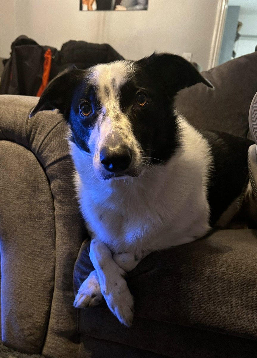 MillyPeel's tweet photo. Domino is missing his friends at Salford Royal but is enjoy the Christmas holidays watching TV. @SalfordCO_NHS  @JaynePo27866050 https://t.co/ro6tkEMfzO