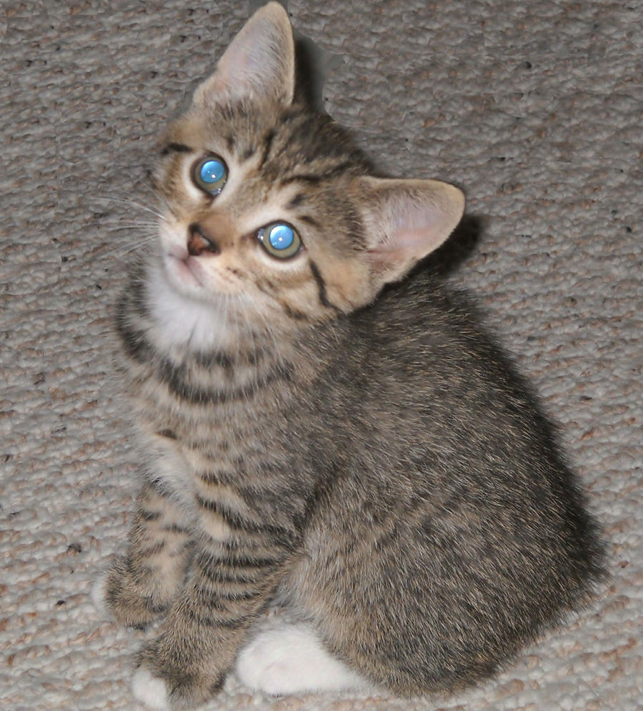 Infinitystarr89's tweet image. Peanut as a kitten acting like perfect angel.
