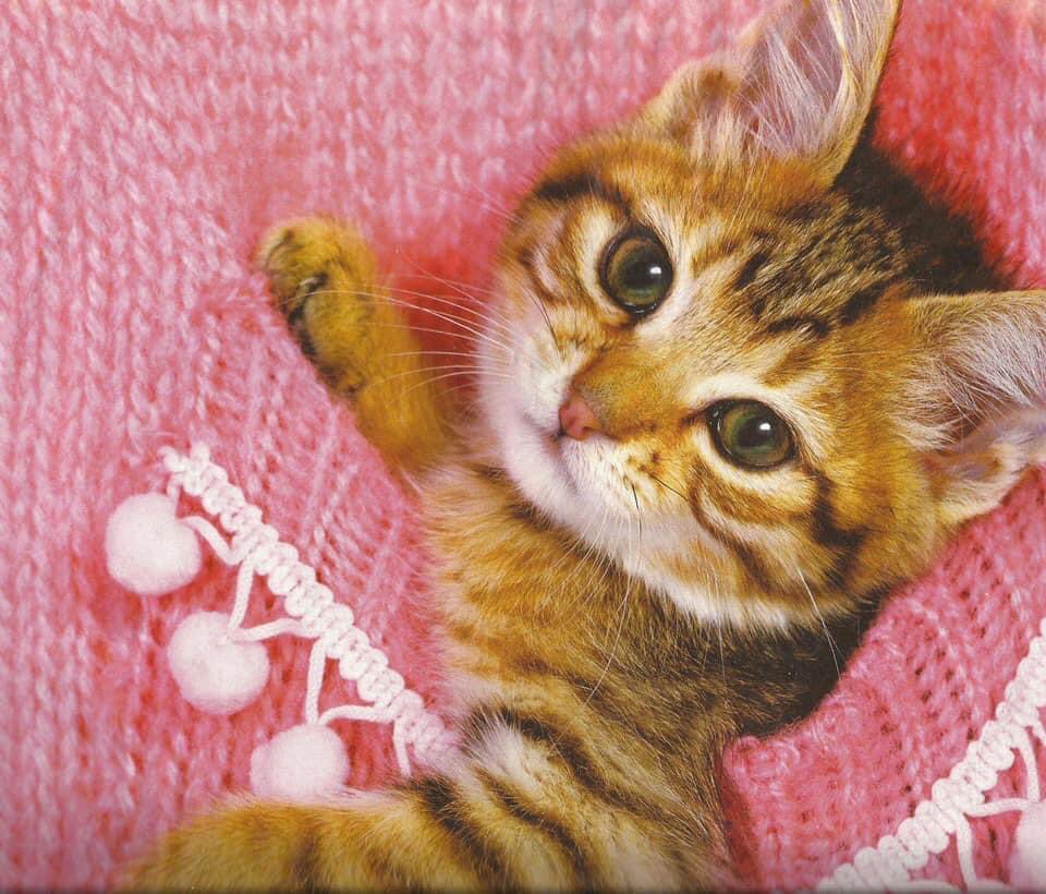 FakeLibStats's tweet photo. The average librarian's cardigan conceals two pencils, one flask, and one emergency kitten https://t.co/66aK5TsRTl