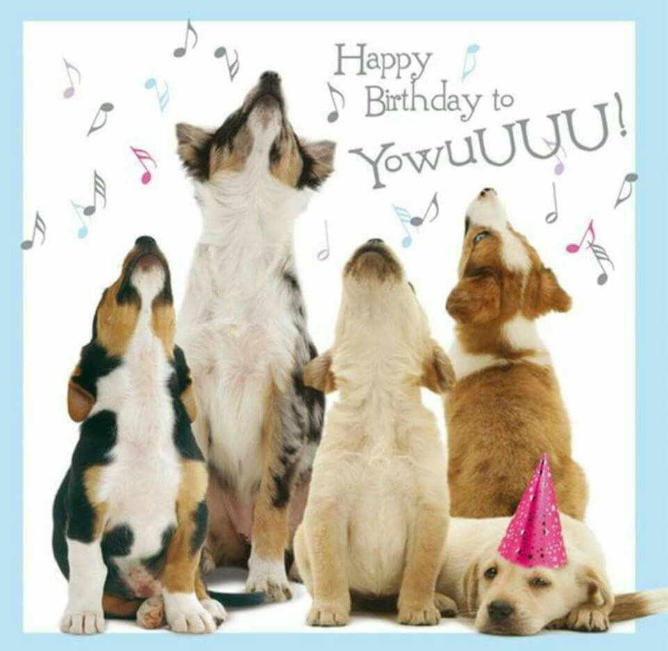 CorgiSheldon's tweet photo. @abbey_n_normal Happy birthday fren. 🎁🎉🎂🐶 https://t.co/GnoO1k9LVo