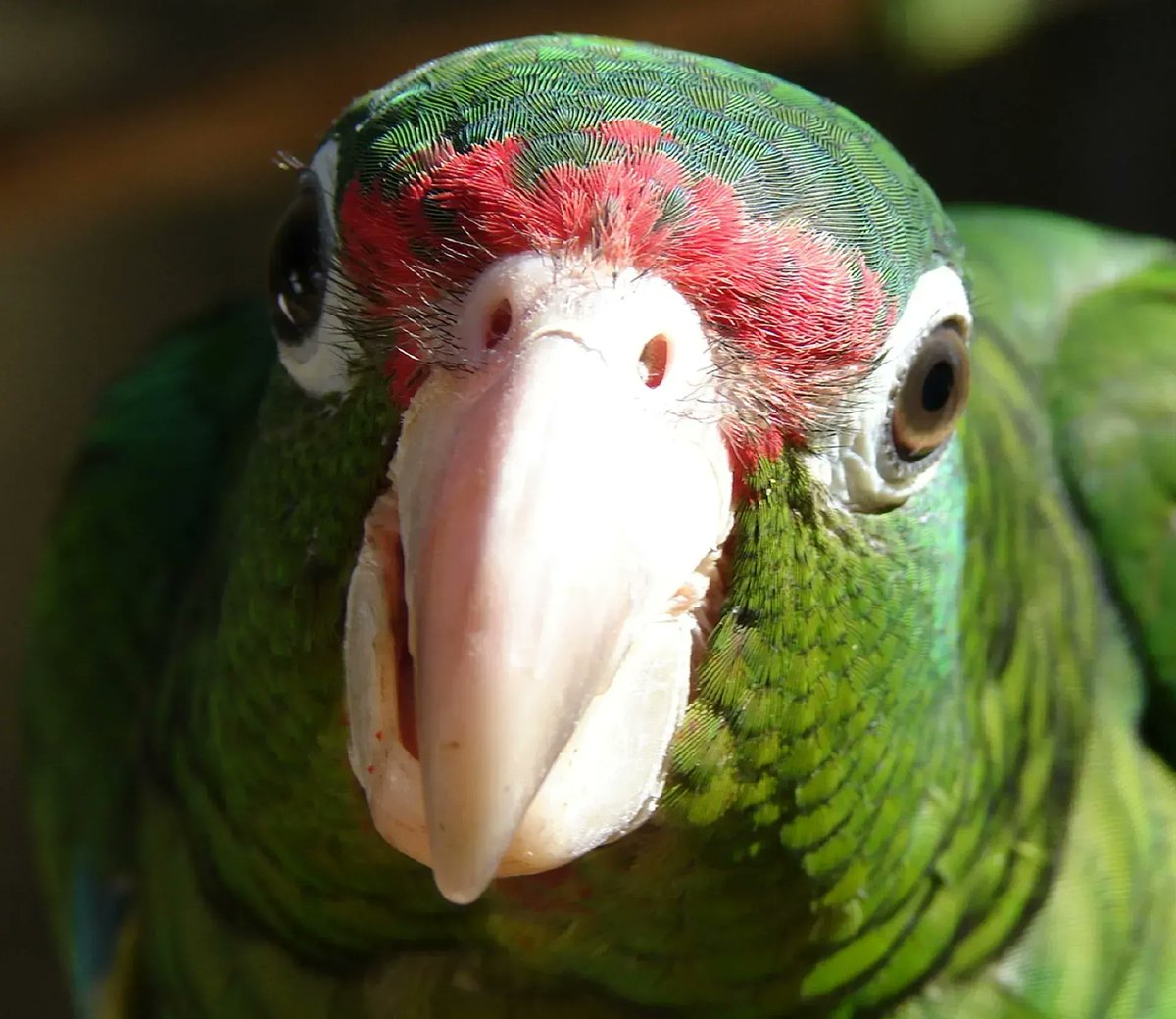 CanarioLagoon's tweet photo. Did you know the "iguaca" (puertorican parrot) amazona vittata is truly endemic to the Puerto Rico archipelago? The iguaca is critically endangered and it mostly resides at El Yunque. At the Yunque Visitor Portal you can learn more about our unique parrot. #themoreyouknow https://t.co/Yq5yBHFp3v
