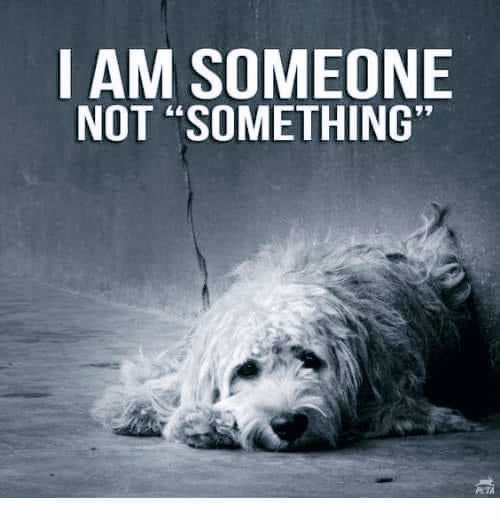 I am not a peaceful #vegan. That's why ⏬️ #whatstrending #animals ❤️❤️❤️❤️❤️ https://t.co/wmmj0Ibb6l<a href="/tag/vegan"class="tags">#vegan</a><a href="/tag/whatstrending"class="tags">#whatstrending</a><a href="/tag/animals"class="tags"><span>#animals</span></a>