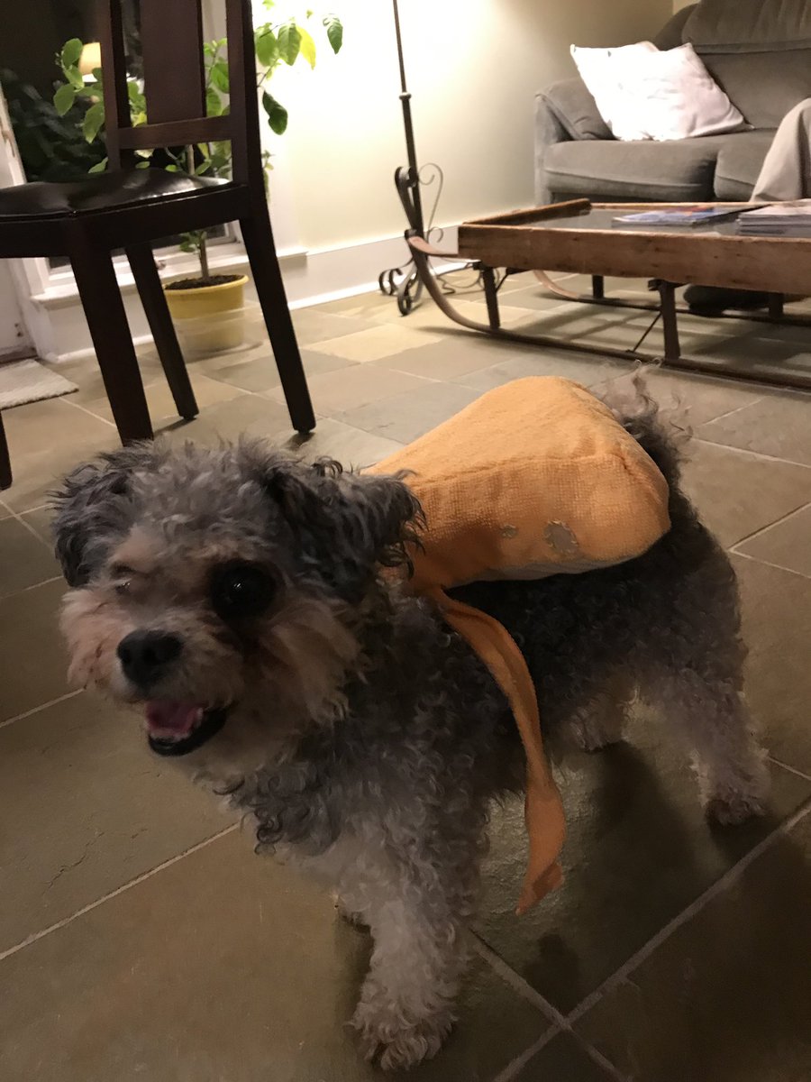 maipebble's tweet photo. found these from when my mom dressed si up as a block of cheese for halloween https://t.co/BqRfqoJi6f