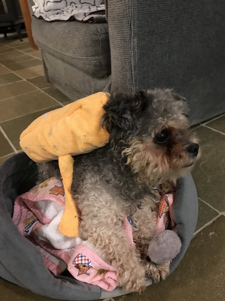 maipebble's tweet photo. found these from when my mom dressed si up as a block of cheese for halloween https://t.co/BqRfqoJi6f