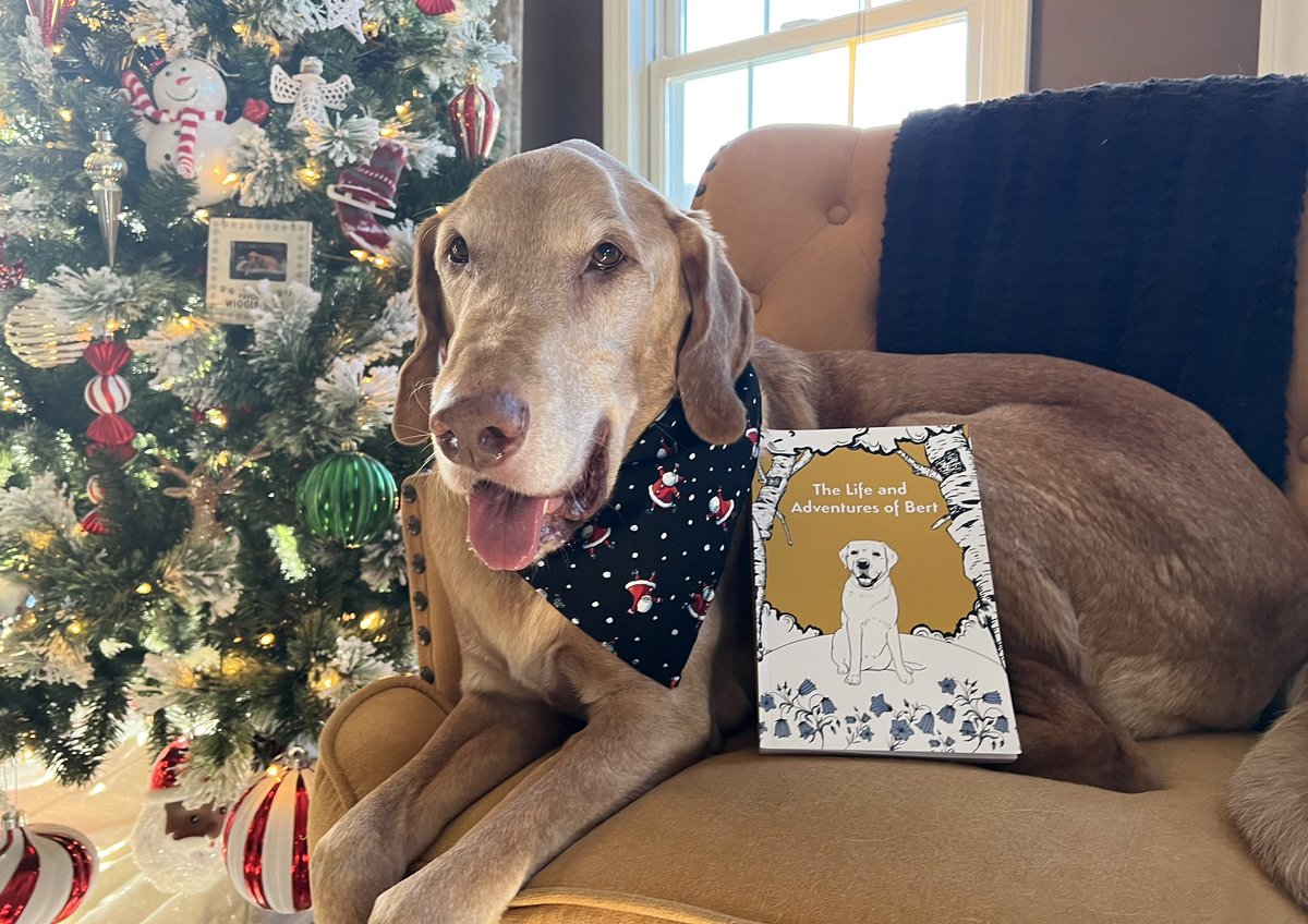 Beata_Azlan's tweet image. I’m ecstatic pals!!!🐾❤️👏👏👏
The book about legendary Bert @BearBertthe arrived! 
Mom stacked up on tissues🥺&amp;amp; we’re ready to read it! 
Get your copy on Amazon, it’s a must read story in 2023! 📙

#SmileForBert #dogsoftwitter #book #Reading #familyfun #love