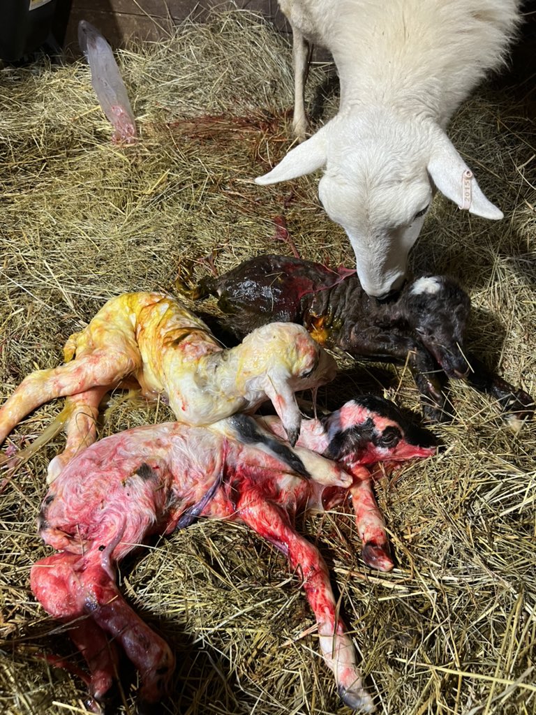 coleman_peanut's tweet image. This is how it begins