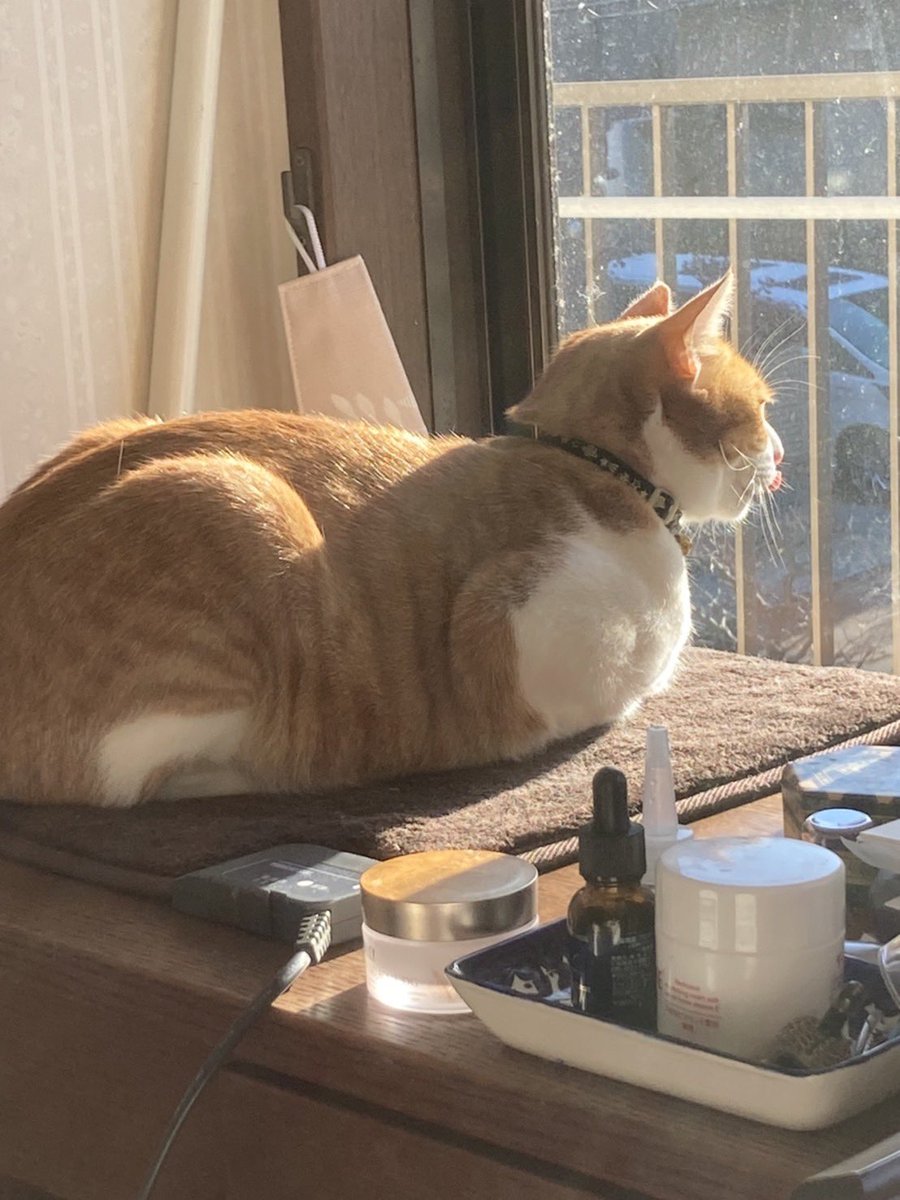 ri1210m3's tweet photo. #猫写真 
#猫
今日も外に興味津々 https://t.co/6nzYgZGEMS