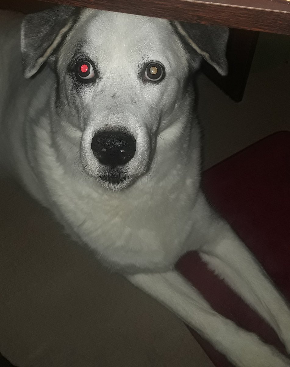 εℓℓιε tweet media