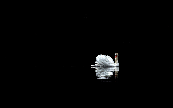 Catherinegrass8's tweet photo. New artwork for sale! - "Lone Swan" - https://t.co/SExjDU8F9Y @shoppixels https://t.co/wLpjXnqSau