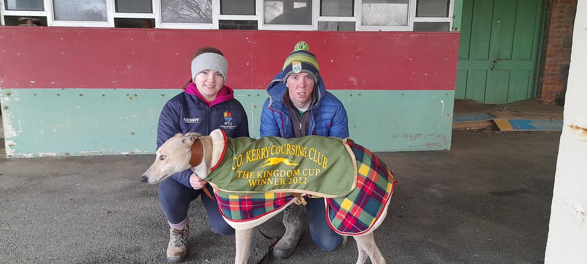 Dingo 🏆🏆🏆 x3