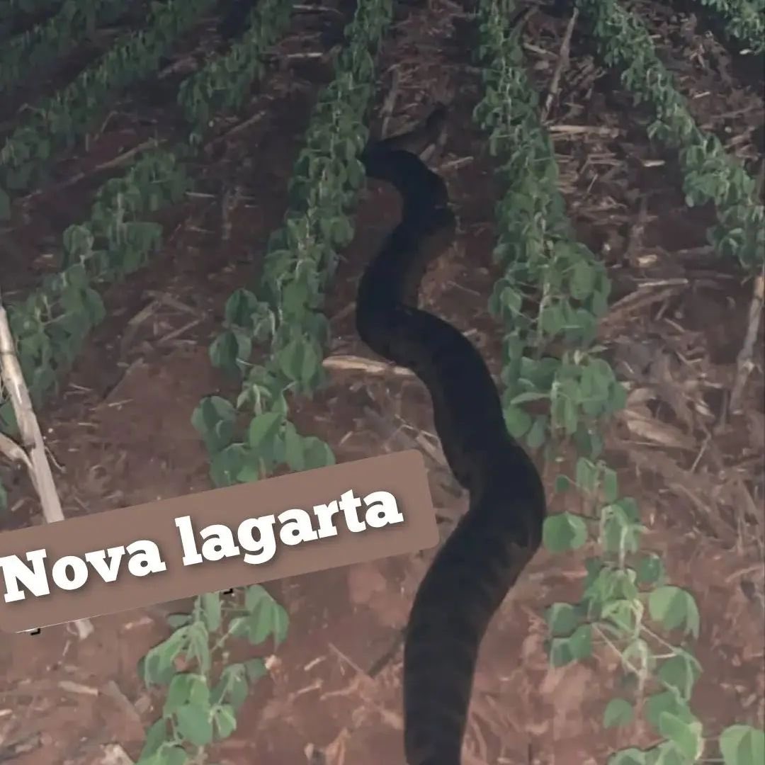 agroroutine_ofc's tweet image. Qual inseticida devo usar para controlar essa lagarta na minha soja?