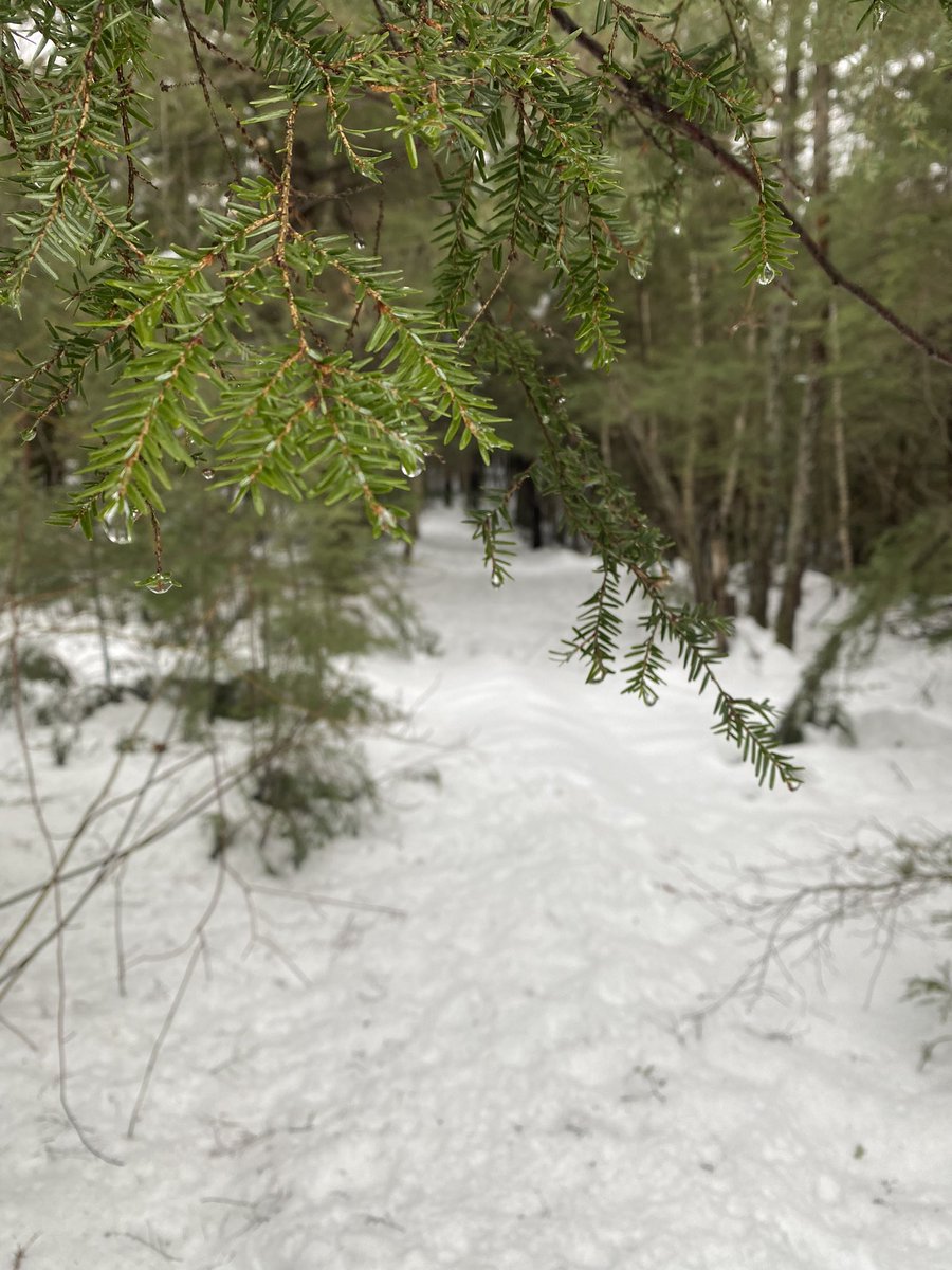 jageddes's tweet photo. A great thaw was happening along the snowshoe trail today… but luckily there is TONS of snow! #WinterRocks #GetOutside https://t.co/TgBWFb3ecH