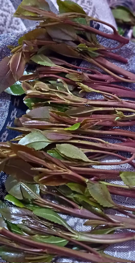 هذا هو الفياجرا ....مين اللي مستعده تسهر معي واللي تبيه انا حاضر