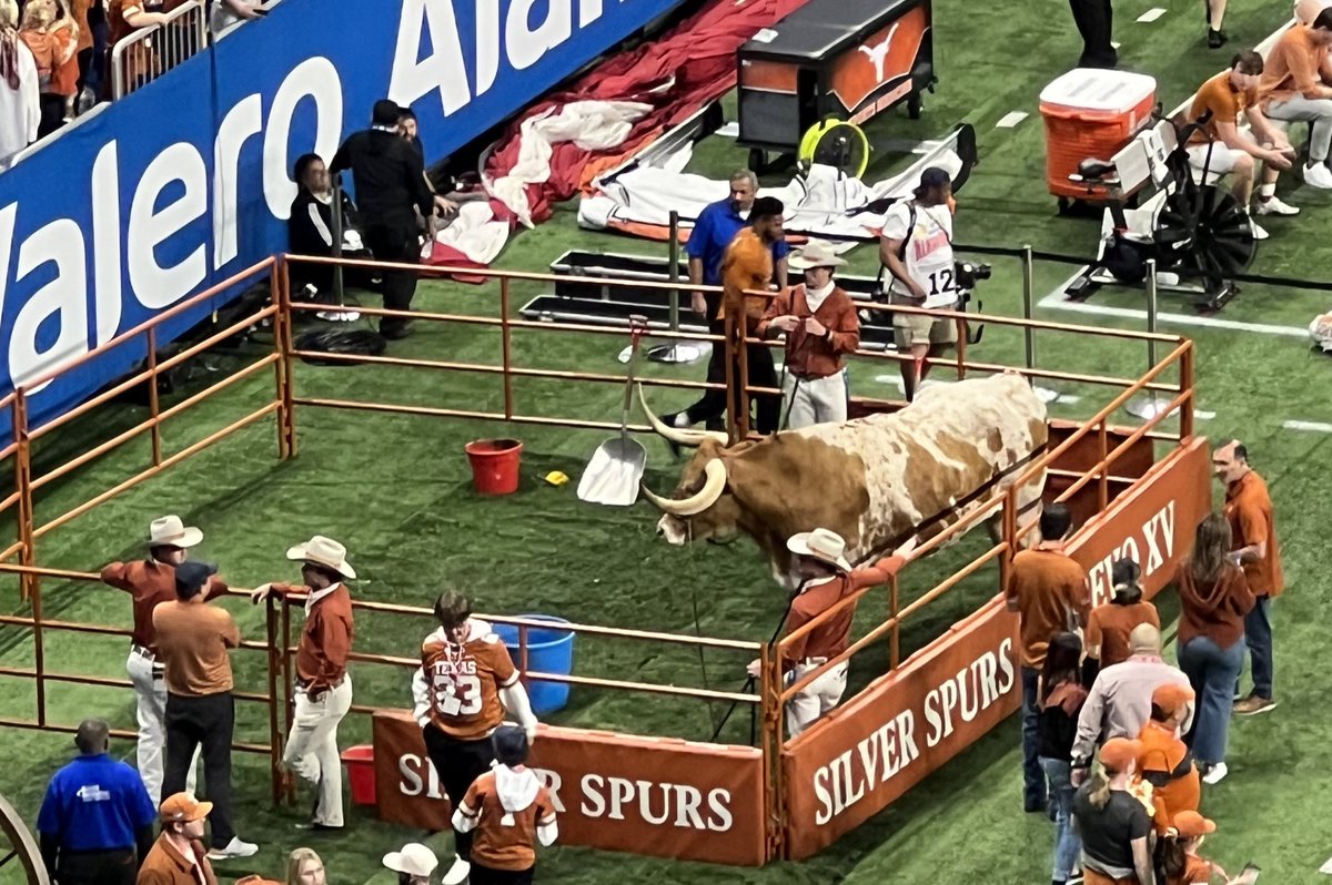 JonWolfe55's tweet photo. Bevo! https://t.co/5tDMs9ZeBr