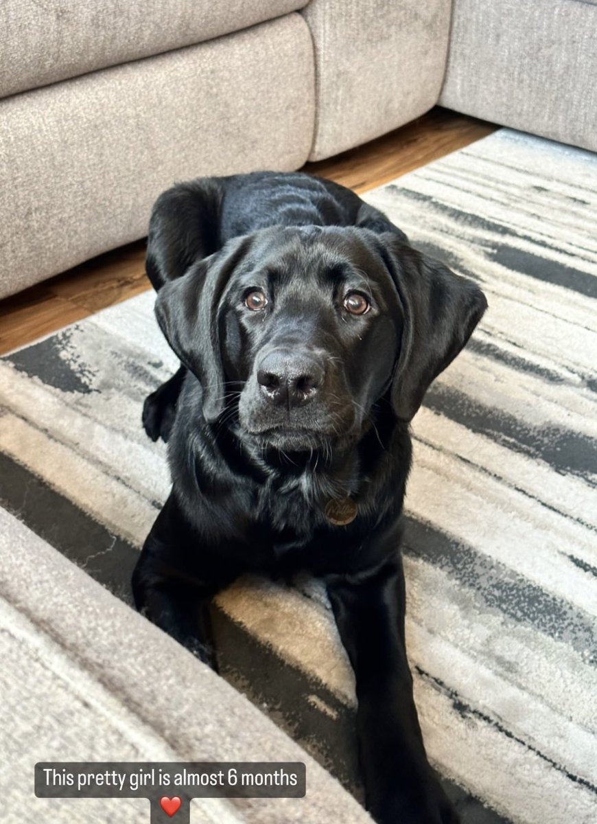 Frosty Raven is The Decision tweet media