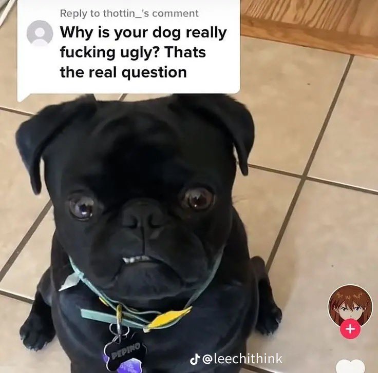 sizzonem tweet media